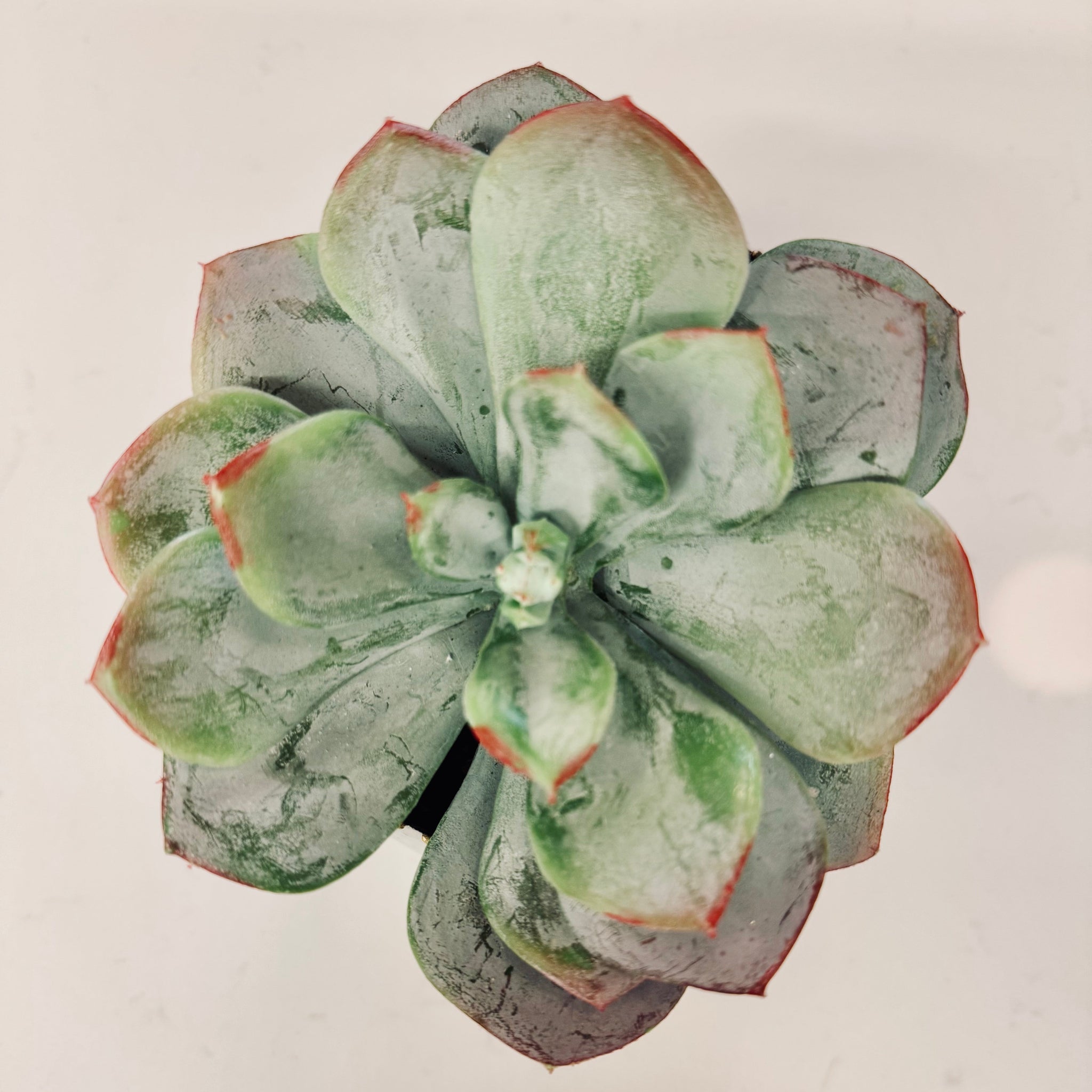 Large Succulent – Z CANDLES