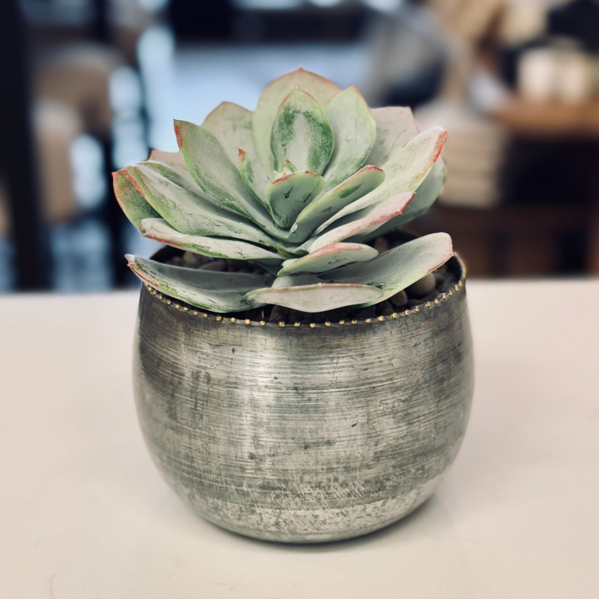 big succulent pots Large Succulent